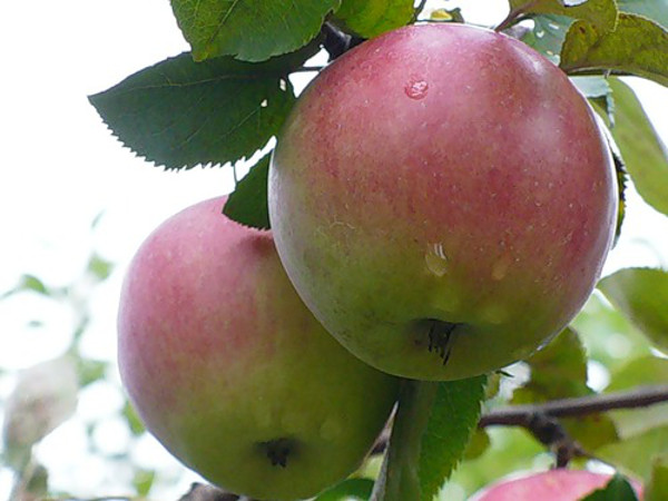 Сорт яблок Апрельское в Кромские сады Орловской области
